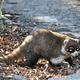 The white-nosed coati, a member of the raccoon family, may visit your campsite. Bonita Canyon Campground