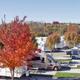 Autumn Cottonwood Trees