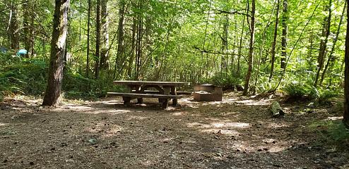 Secluded picnic Table and fire ring next to a sun dappled thicket.