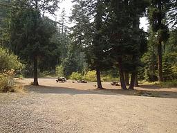 Pine Needle Group Site