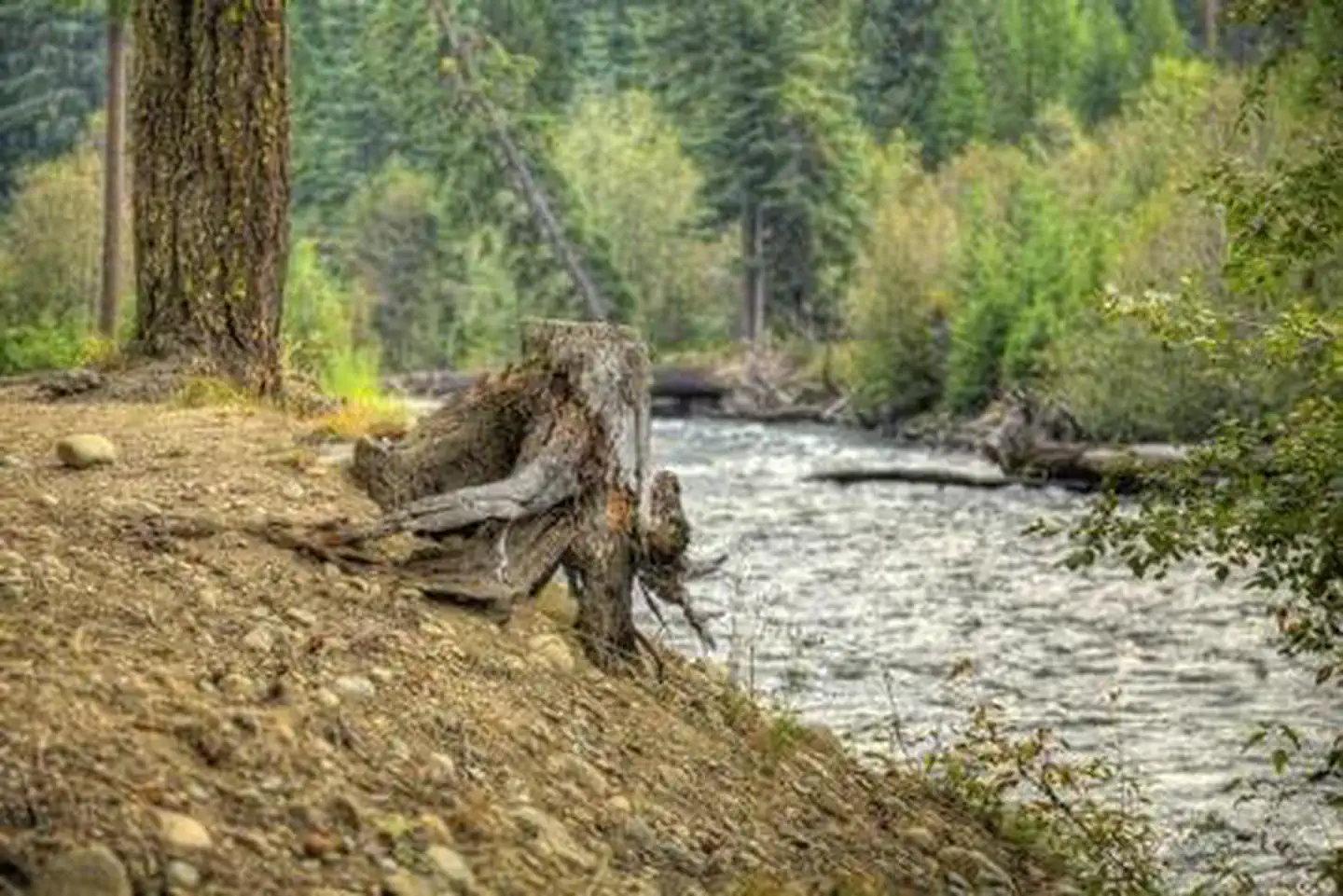 Cedar Springs Campground (WA)