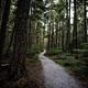 Forest with a gravel path through it.