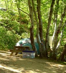 Sweetwater Forest