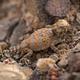 Orange and grey horned lizard in rocks