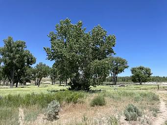 A photo of facility Deerlodge Park Campground with Shade