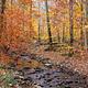 Small rocky creek lined with trees in orange and gold foliage.