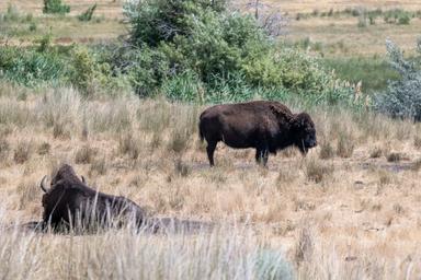 Antelope Island Campground