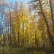 Fall Colors near Sierra Campground