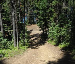 Dirt trail among trees