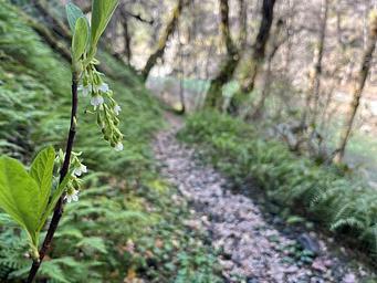 Wildflowers Along the Trail to the Creek