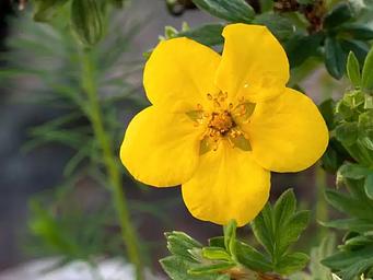 A yellow bloom of Bush Cinquefoil (Dasiphora fruticosa ssp. floribunda)