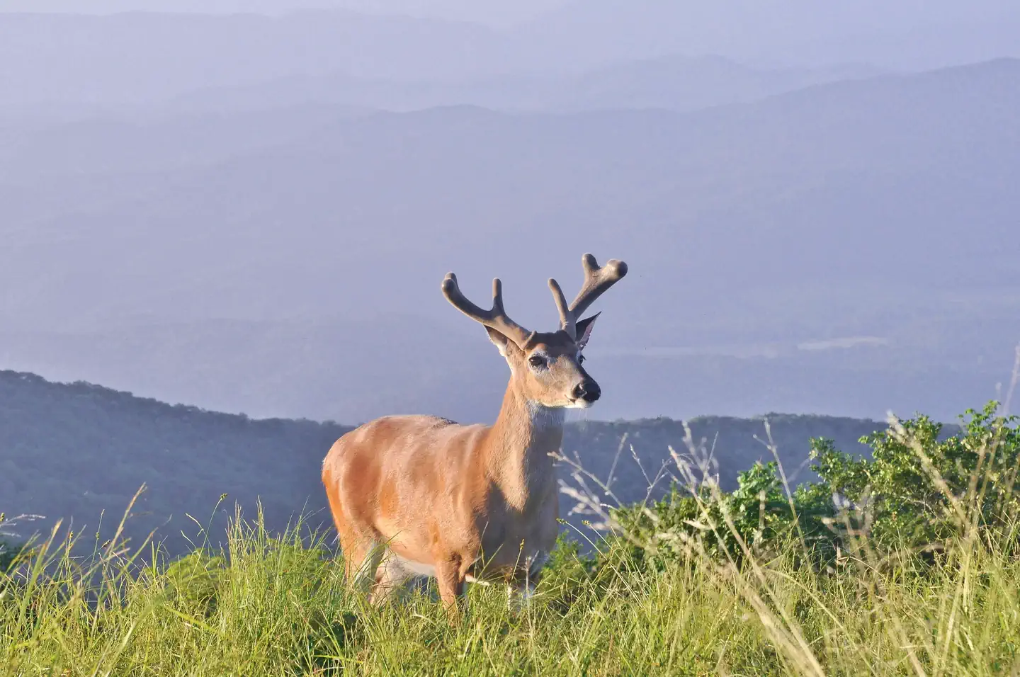 Cades Cove Campground