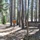 Yosemite Creek Campground