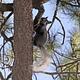 Gray squirrel with white tail and ears has food in its mouth while climbing a tree
