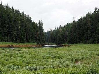 Harding River with trees in the background