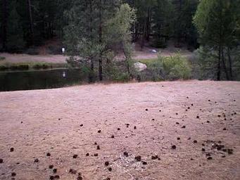 STONEY GROUP SHASTA-TRINITY