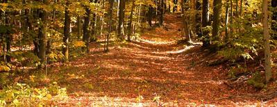 Panoramic/landscape view of a forest trail with leaf-covered ground — another distinct campsite woodlands scene from the Home page useful for scenery and trail depiction.