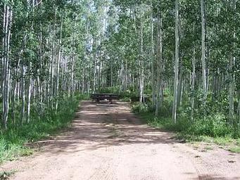 Campsite surrounded by aspen trees