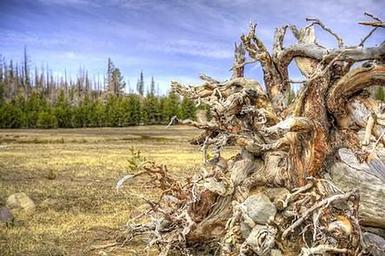 THREE CREEKS MEADOW CAMPGROUND