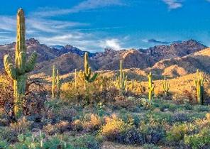 Sahuarita
