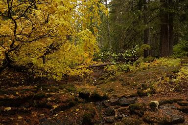 Forest at Peterson Prairie