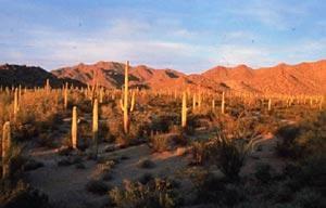 South Maricopa Mountains Wilderness Area