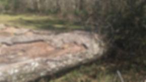 Gryphon's Nest Campground