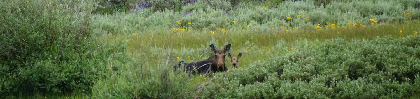 Meeks Cabin Campground
