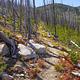 Trail through an old burn to the lookout