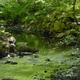 Shallow wooded brook with rock wall and natural surroundings — good scenic shot of the on-site brook; sourced from the site's Photo Menu (photo.html).