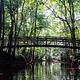 A bridge spans the water in the forest of Congaree National Park