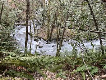 Pearch Creek February 11, 2025