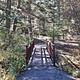 A bridge leads to the forest with fall foliage on nearby shrubs.