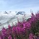 Exit Glacier with fireweed in the foreground  at Kenai Fjords National Park