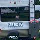 2023 Puma 31RLQS
