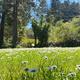 Low-angle meadow shot with wildflowers and tall trees — shows open grassy areas and landscape character of the campground; sourced from the site’s rates/policies background images.
