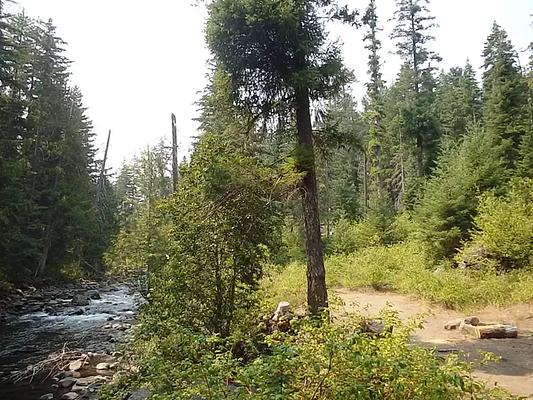 001, Loop: AREA PINE NEEDLE GROUP SITE
