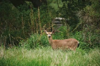 Deer at Pinnacles Campground
