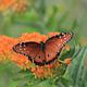 A magnificent orange butterfly resting on stunning orange flowers.