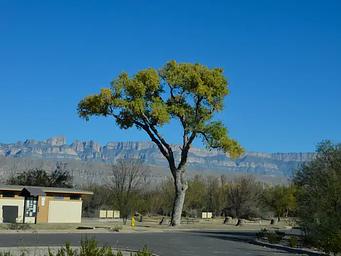 Campsites situated among trees, with the Sierra del Carmen mountains in the background