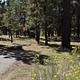 Shade & Picnic Tables of the San Gorgonio Campground