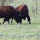 Two young male American bison playfully sparring.