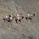 Six bighorn sheep on the side of a mountain.