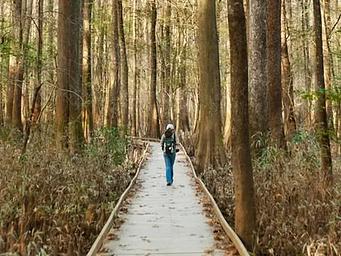 A hiker in the cypress forest of Congaree National Park