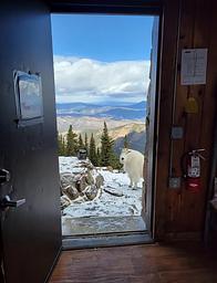 Visitor 