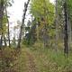 Picture of trail in the woods.