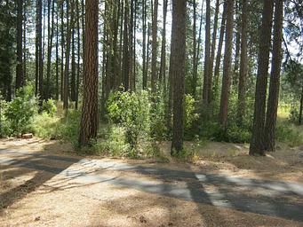 Road with trees and bushes in the background.