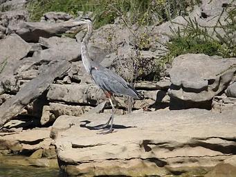 Blue Herron