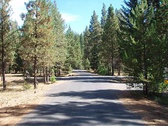 Flat paved road lined with pine and fir trees under partly cloudy sky.