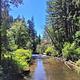 View of Alsea Falls from the bridge in the day use site. The river is central in the photo with calm water, reflecting the blue sky. The scene is surrounded by green trees and shrubs. 